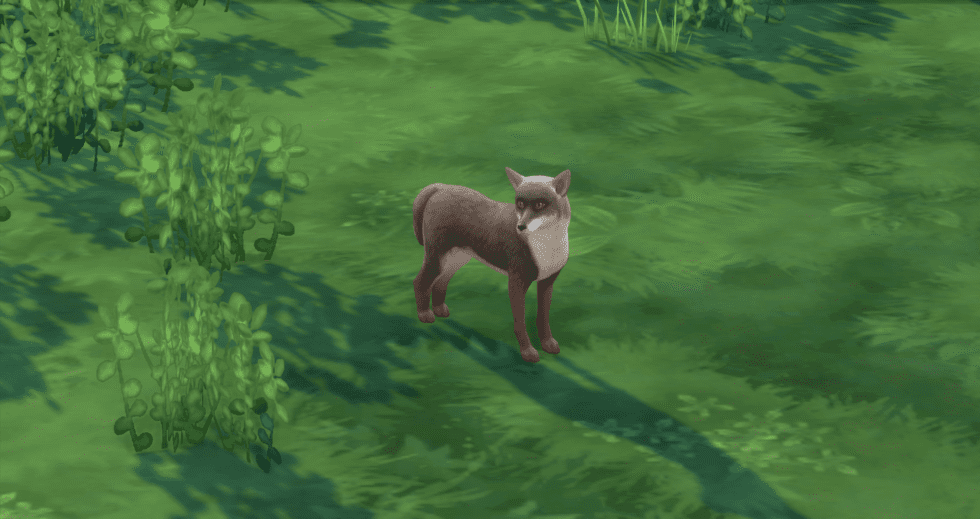The Sims 4 Everything You Need to Know About Wild Foxes