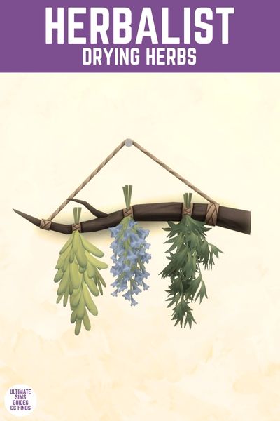 This image has a purple bar at the top with white text that says "Herbalist Drying Herbs" and below is a stick hanging on the wall with herbs hanging down" 