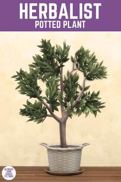 This image has a purple bar at the top with white text that says "Herbalist Potted Plant" and below is a white wicker basket with a nice large plant inside